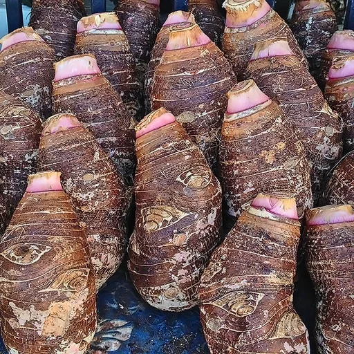 
Taro Root/ Fresh Taro for sale 