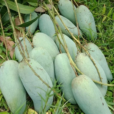Organic Fresh Mango Fruit