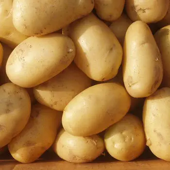 Holland Fresh Potato/2020 Russet Potato crop