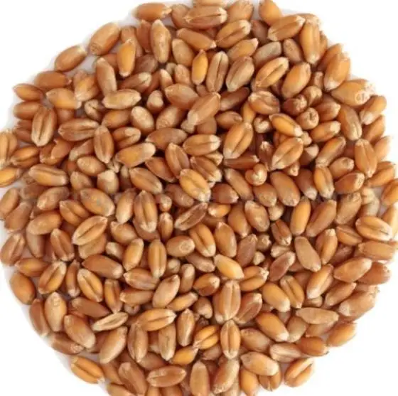 Зерно пшеницы, мягкая, фрезерная пшеница, Твердая пшеница