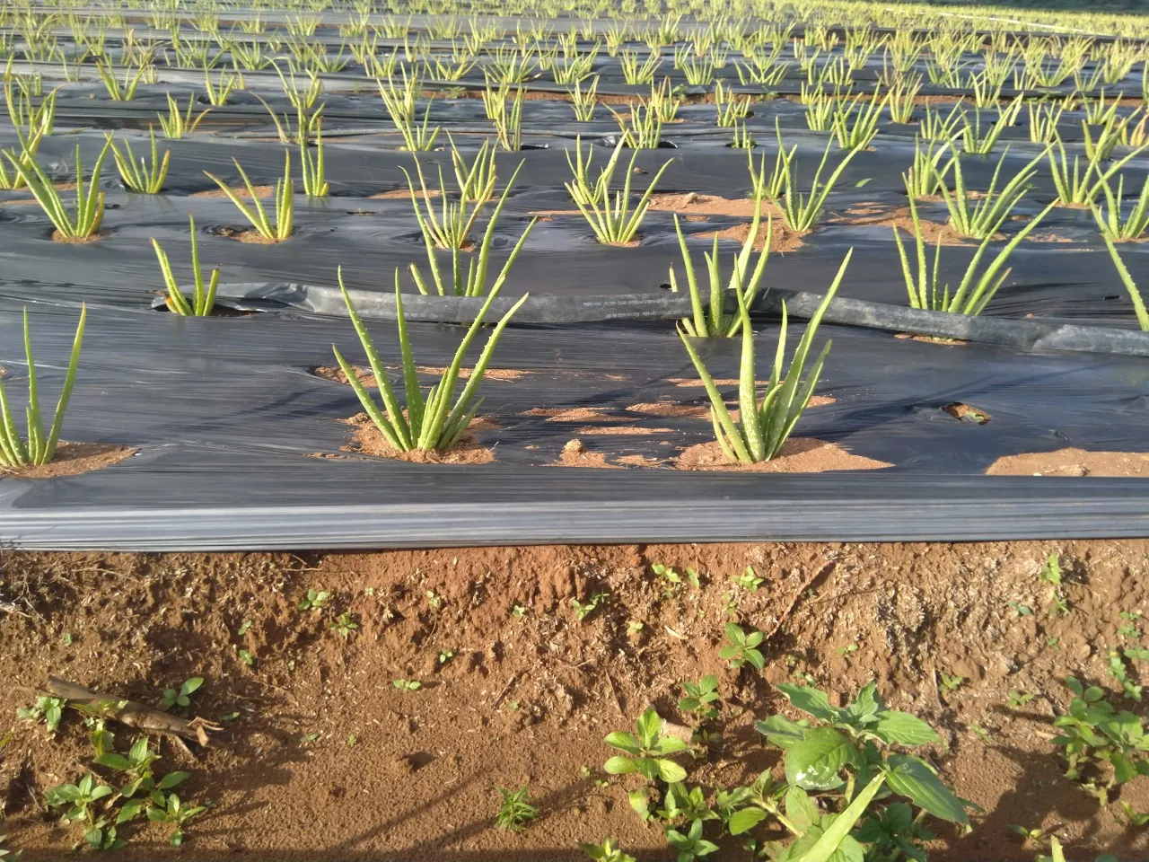 ALOE VERA LEAF HIGH QUALITY ORIGIN VIETNAM HOT SALES 2021