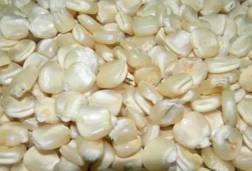 Top Quality White Corn(White Maize)