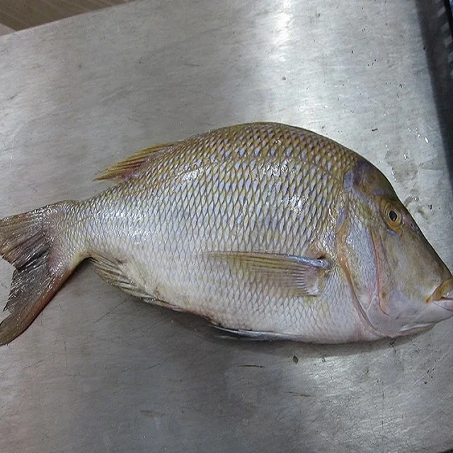 Оптовая цена замороженная императорская голова на нарезной шкале от морепродуктов в массовом количестве индийские экспортеры