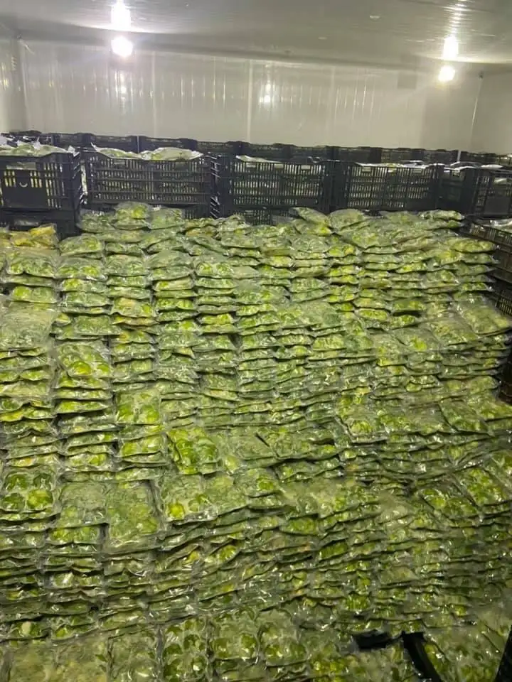 HOT SALES - Vietnam frozen avocado puree 100% from fresh fruit for US EU ASIA market