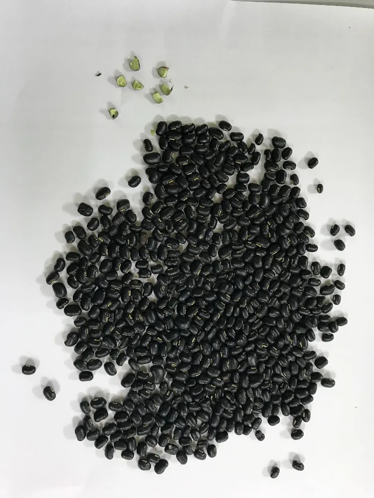 NEW VIETNAM BLACK BEANS ( GREEN INSIDE )