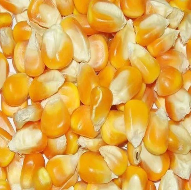 
high quality white corn grain for sale at affordable prices 