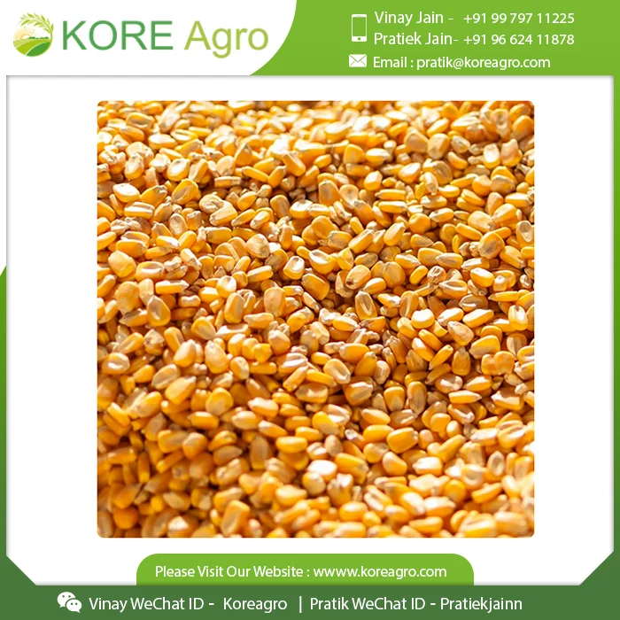 
Non-Glutinous Yellow Corn Maize Seeds 100% Natural Quality Corn Seeds For Poultry Animal Meal 