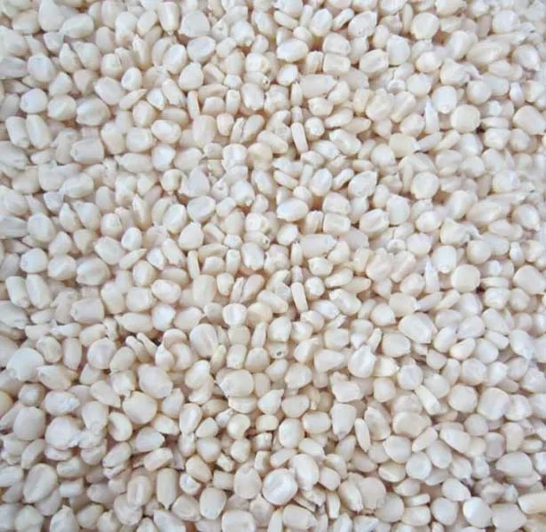 
white corn/maize for human food for sale 