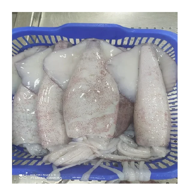 Высшее качество замороженный лолиго кальмар цельный круглый блок из Индии размер U/3 3/6 6/10