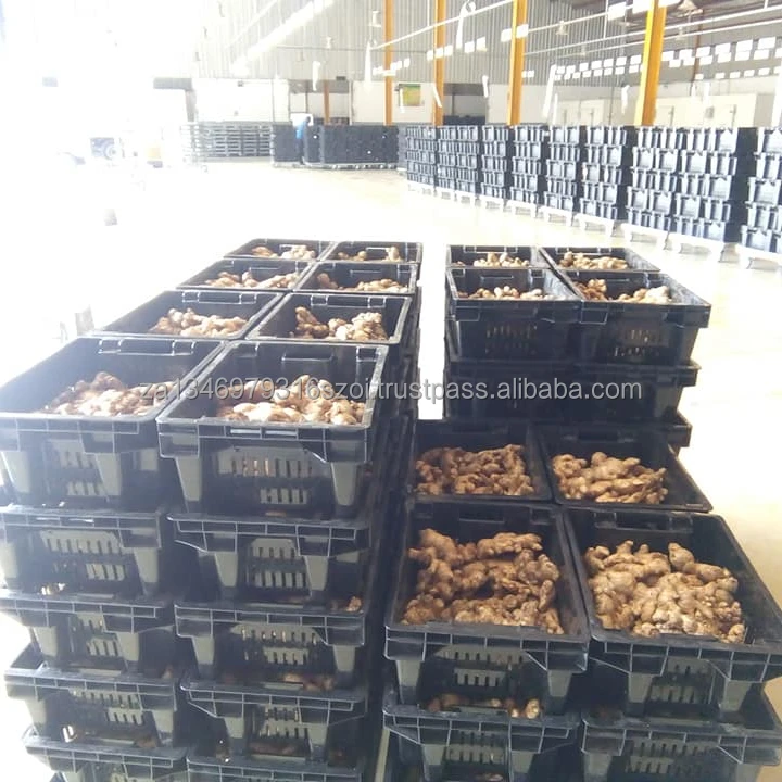 
Fresh Ginger Suppliers 
