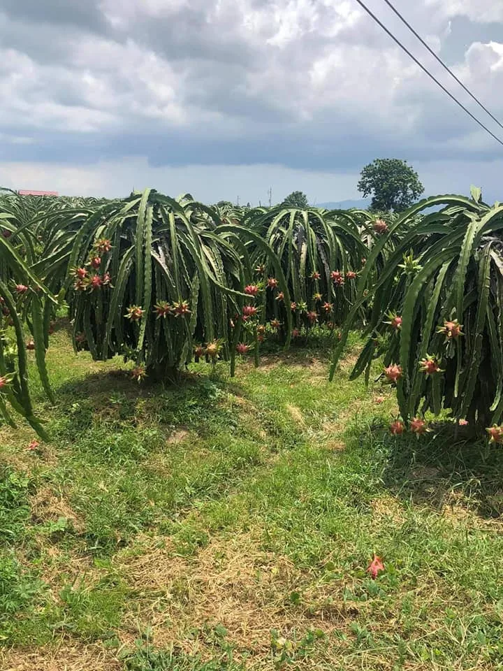 Свежая питайя конкурентоспособная цена экспорта готовой из Вьетнама снимите небольшой 300-500grs/большой 500grs-естественного сладкого 15 дней