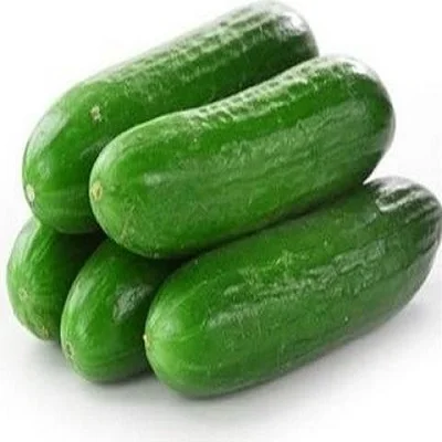 High Quality Natural Fresh Green Cucumber Vegetables Hybrid F1 Cucumber For Sale