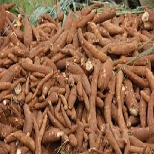 
FRESH CASSAVA HIGH QUALITY AND BEST PRICES 