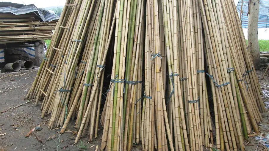 Natural Bamboo Pole/ Green Pole Low Price