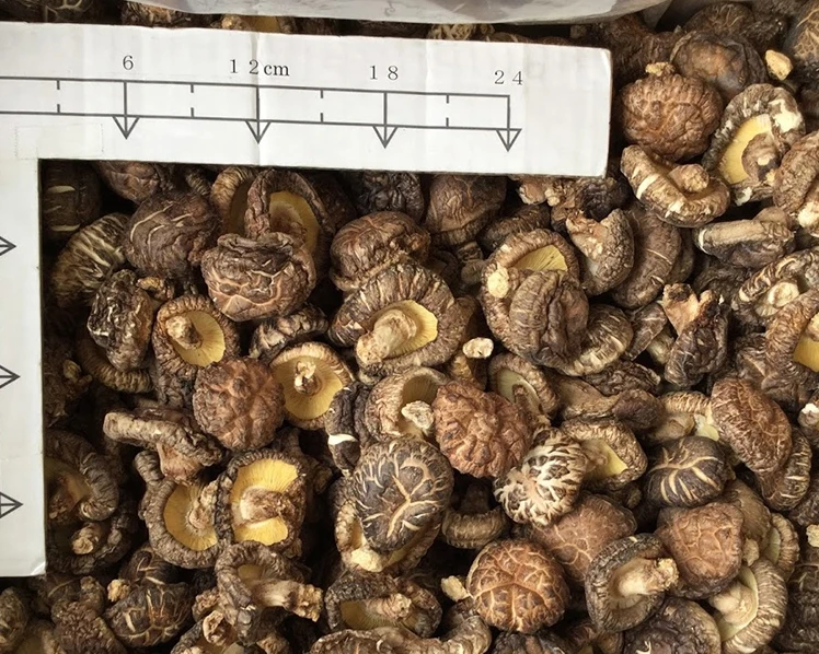 
Best price Air dry shiitake mushroom for exporting 