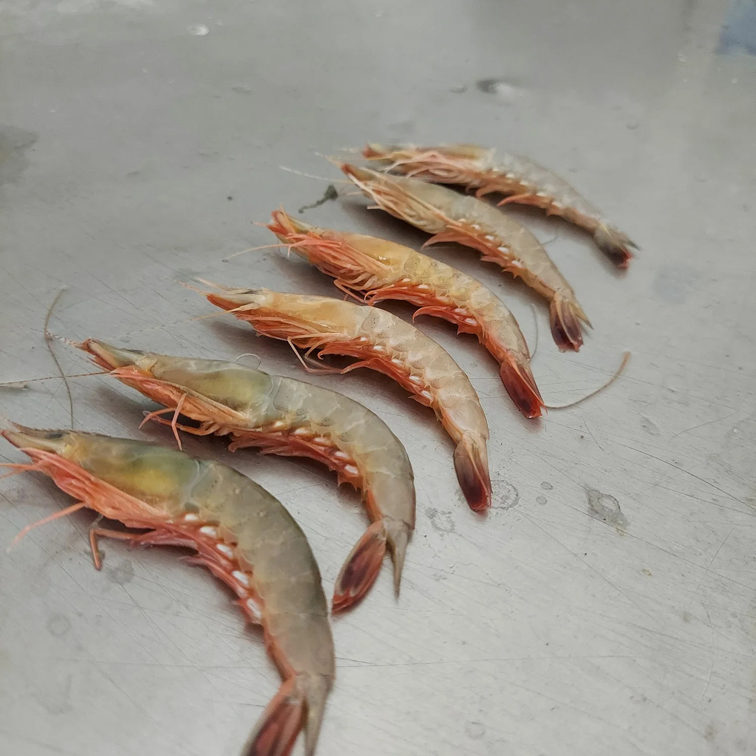 Cat Tiger Shrimps Chilled Head On Shell On Custom Packing Best Quality Master Seafood Product Country of Origin Bangladesh