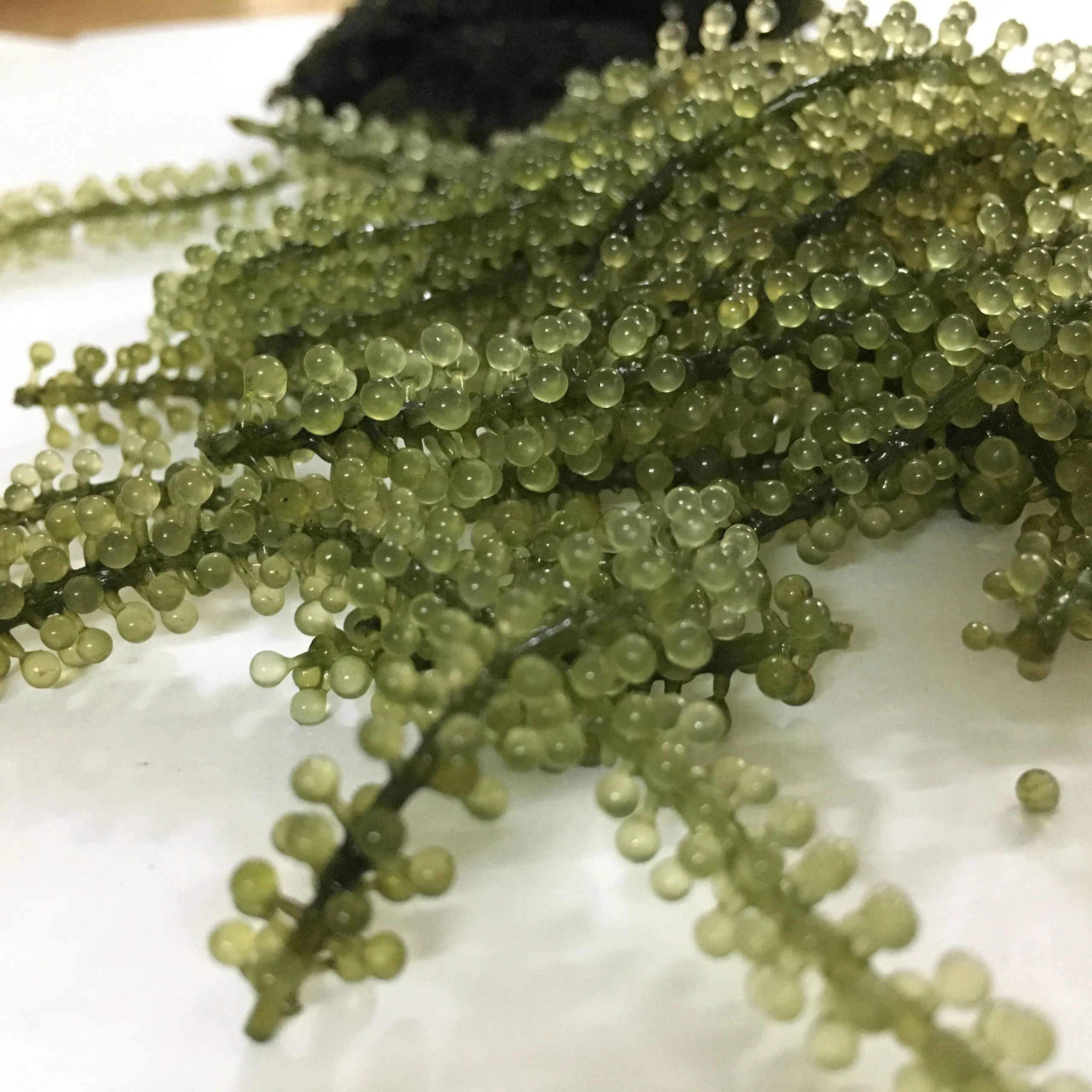 
Wholesale High Quality Fresh Salted Style Grape Seaweed Made In Vietnam Ms. Natalie Nguyen +84 399 649 467 