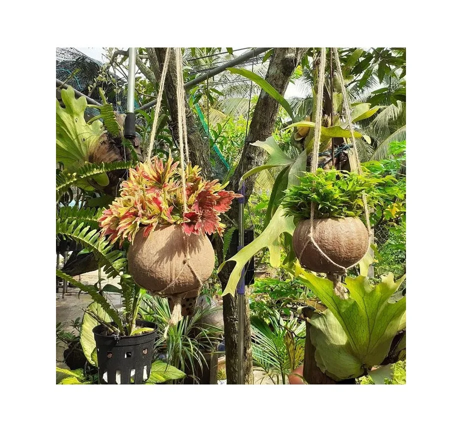 Vietnam Coconut shell flower pot High Quality Coconut Shell Natural Flower Plan Garden Pots 99 Gold Data