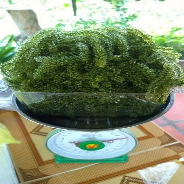 
GOOD PRICE OF SEAGRAPE_SEAWEED_HIGH QUALITY 