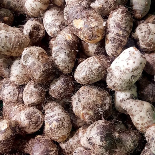 Wholesale Newest Crop 2021 Organic Quality Fresh Taro for exporting and importing