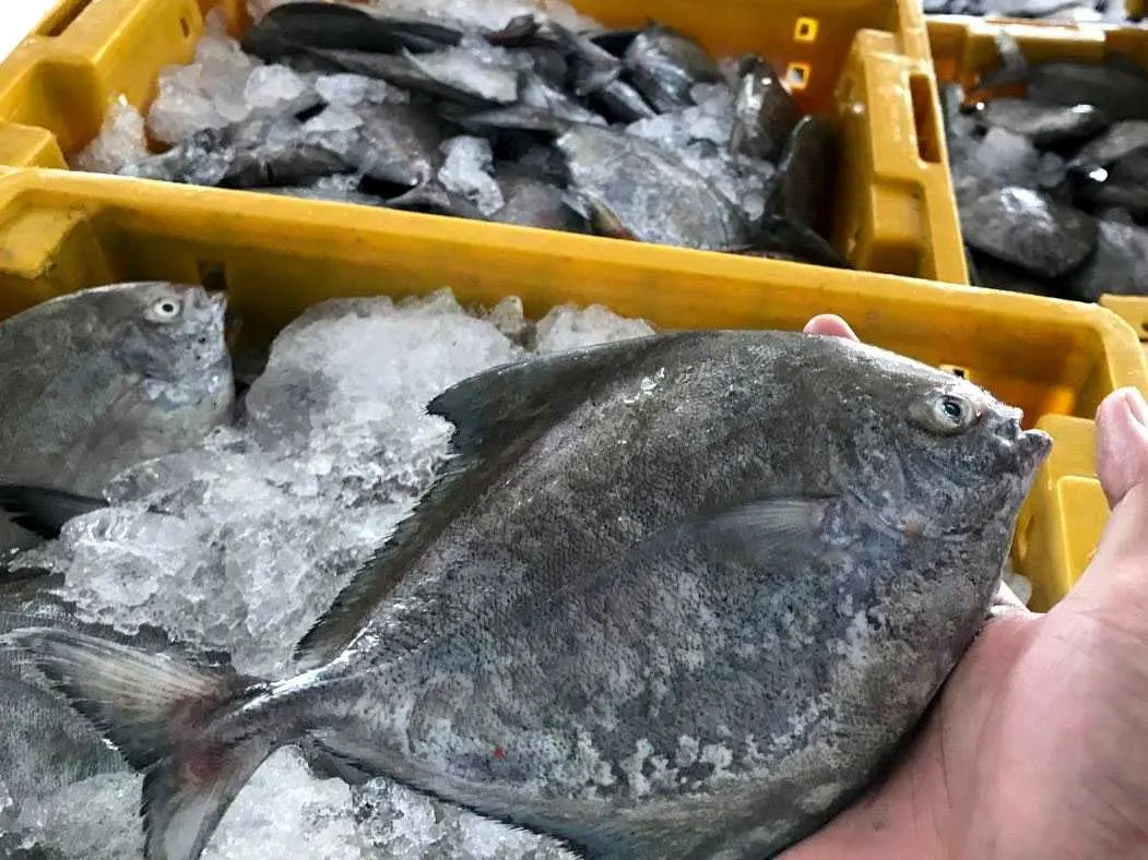 Frozen Black Pomfret export from Vietnam with best price (ThaiLien company, Ms Fiona +84908794118)
