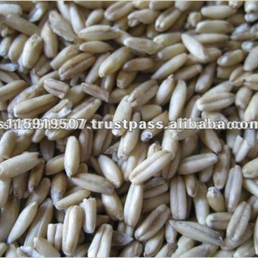 Spain High Quality and Best Quality Dehulling Oats