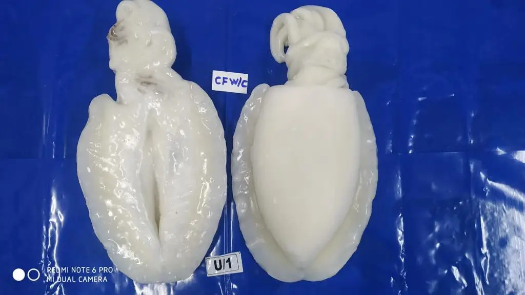 CUTTLEFISH WHOLE CLEANED