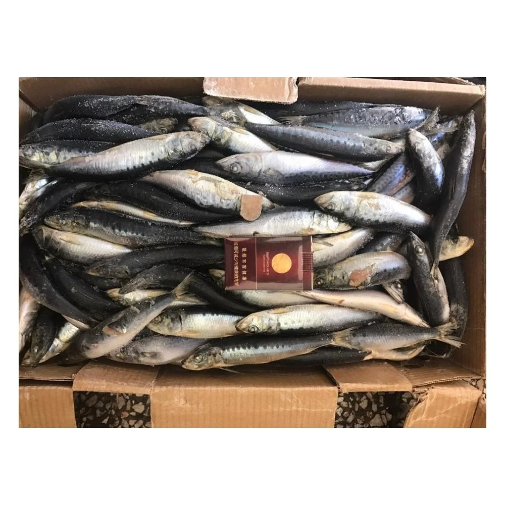 Big Size Frozen Pacific Mackerel Fish