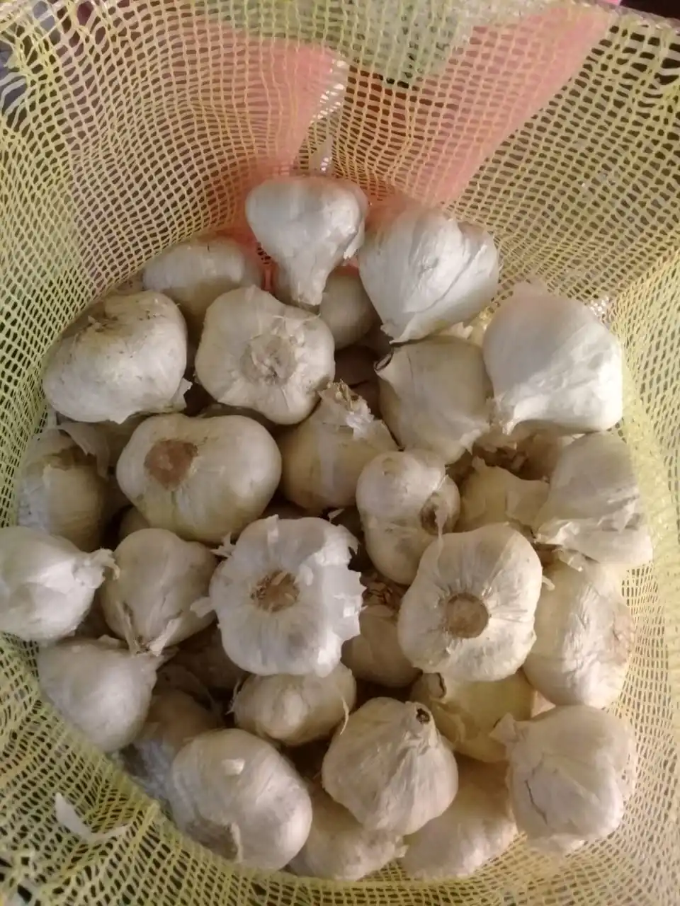 Elephant Garlic /2021 HARVEST / Fresh Garlic / Pure White Garlic /