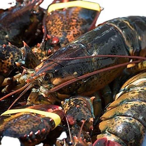 Hot Selling Frozen Lobster Meat at Cheap Price