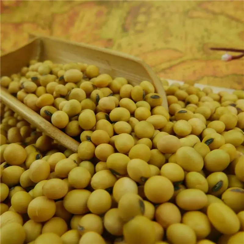 Wholesale organic soyabeans/ soya beans / soybeans available directly from Brazil