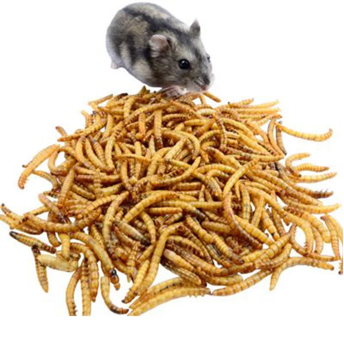 Натуральные Сушеные черви Mealworm специально для ваших домашних животных // Ms Sofia + 84 789946878