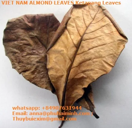 Catappa оставляет вьетнамские листья миндаля Бета рыба креветки природная среда обитания аквариум для рыб снижение PH убивает бактерии