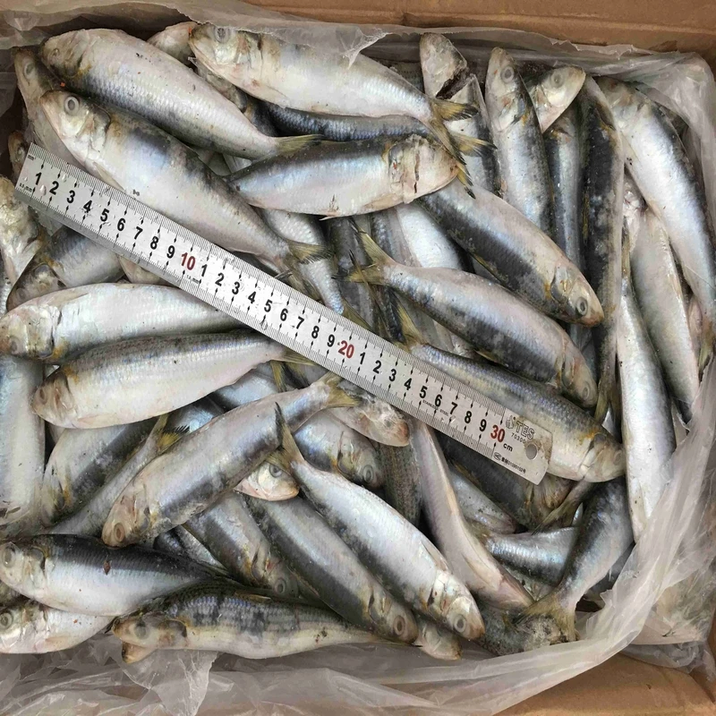 Frozen Sardine Fish High Quality Hot Selling Whole Round Herring Sardine Fish Fillet All Types Bqf Iqf Sardinops Melanostictus