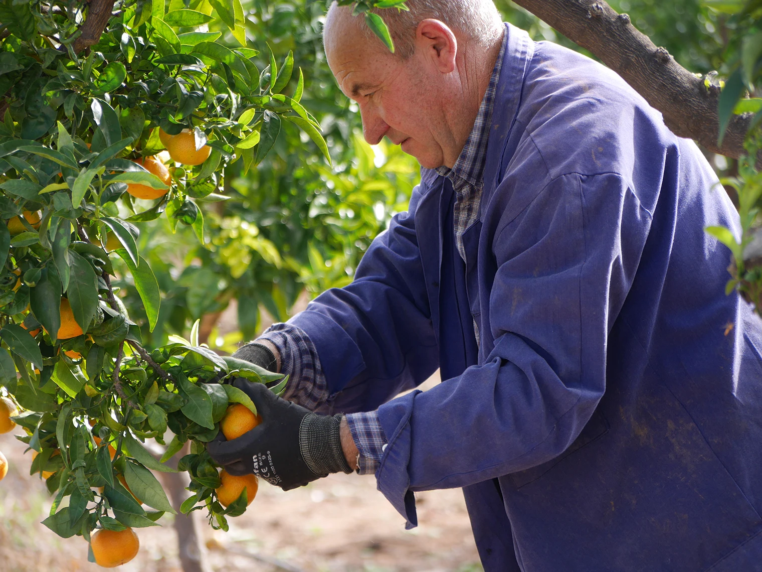 Premium Valencia Late Oranges with leaves. Global Gap Certification Sustainable Agriculture Certfication