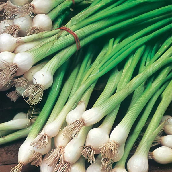 
Best-selling fresh scallions mildly spicy and delicious spring onions 