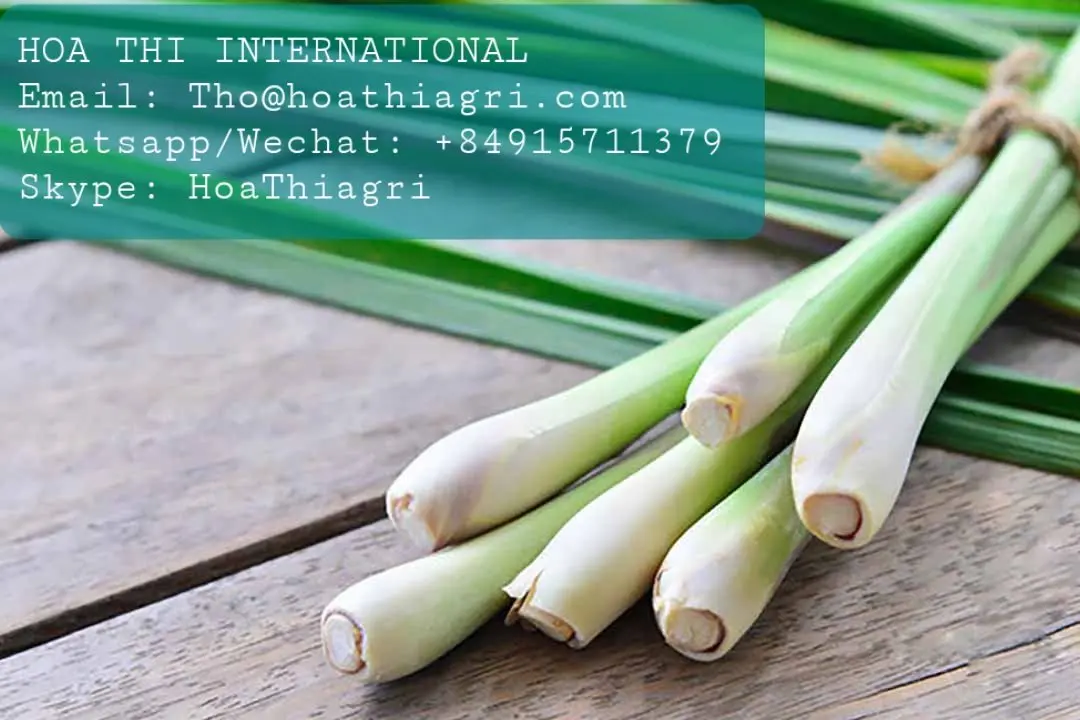 6 Months Shell Life Raw Processing Type Natural Green Stick Shape 6 Months Shell Life  Fresh Lemongrass
