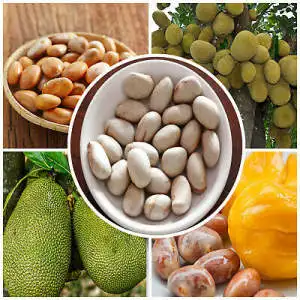 100% Natural Organic Dried Jackfruit Seed/High nutrition jackfruit seed/Dried Jackfruit Seeds Premium Quality made in Vietnam