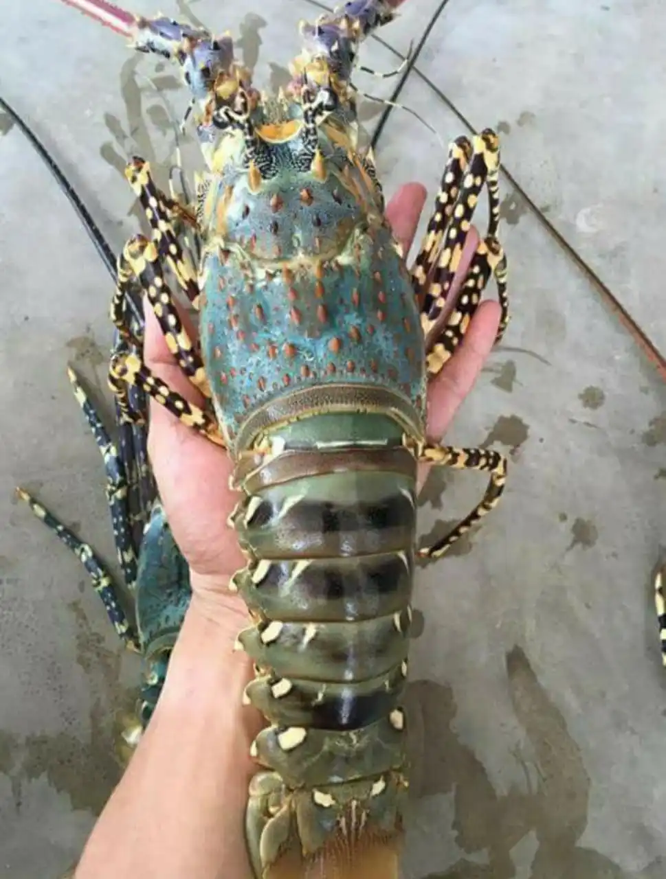 
Best Live / Frozen Mutiara Lobster High Quality Export From Indonesia 