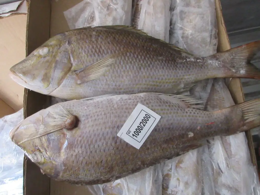 FROZEN EMPEROR FISH IQF