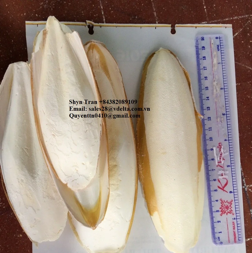 Supplying Dried Cuttlefish Bone With Many Size / Cuttlefish Bone / Shyn Tran +84382089109