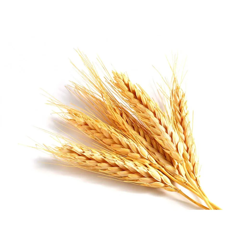 High Quality Soft Milling Wheat / Wheat Grain For Animal and Human Feed