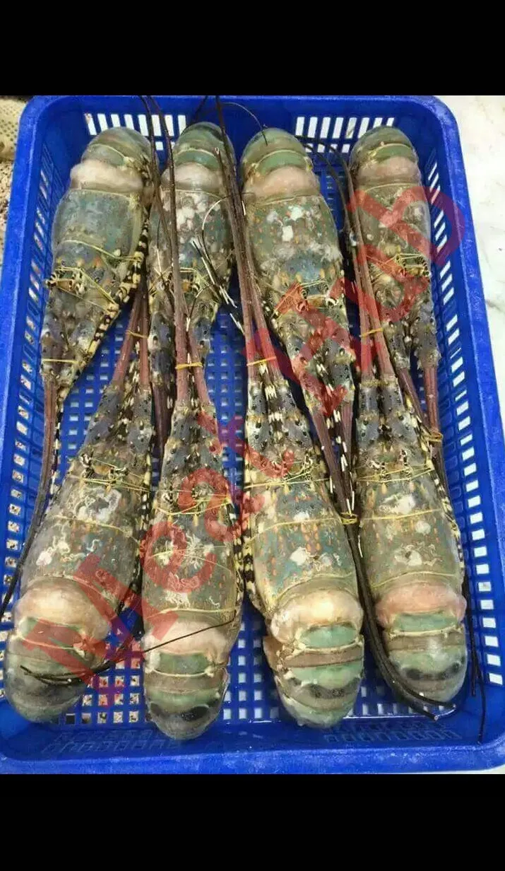 Lobster /Spiny Lobster/ Frozen Spiny Lobster