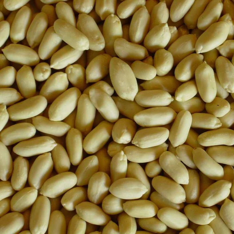 Premium quality Blanched peanuts for export