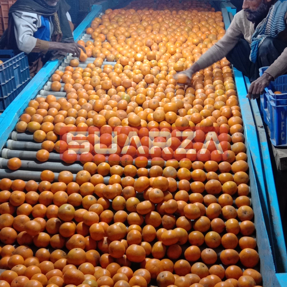 Pakistani Fresh Orange direct supplier from Pakistan