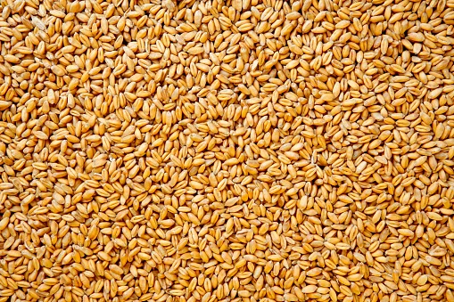 Wheat Grain