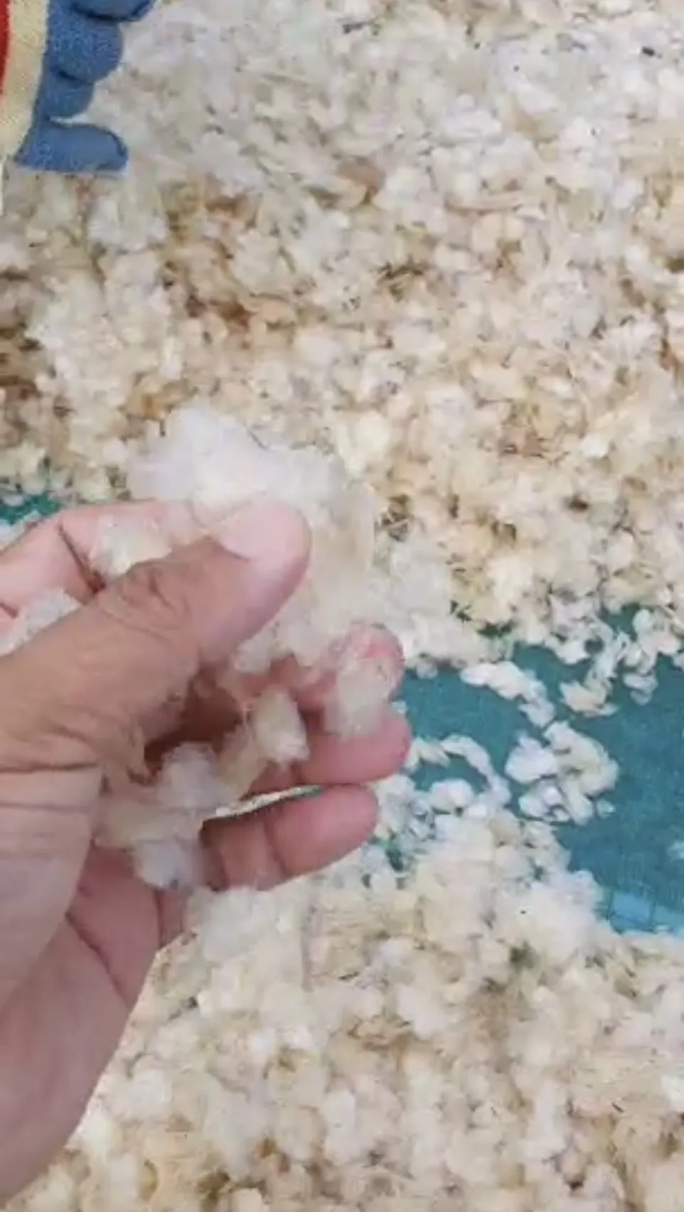 Dried Decalcified Fish Scale For Exta Collagen ( Thai Lien Company, Ms Phuong +84789196389 )