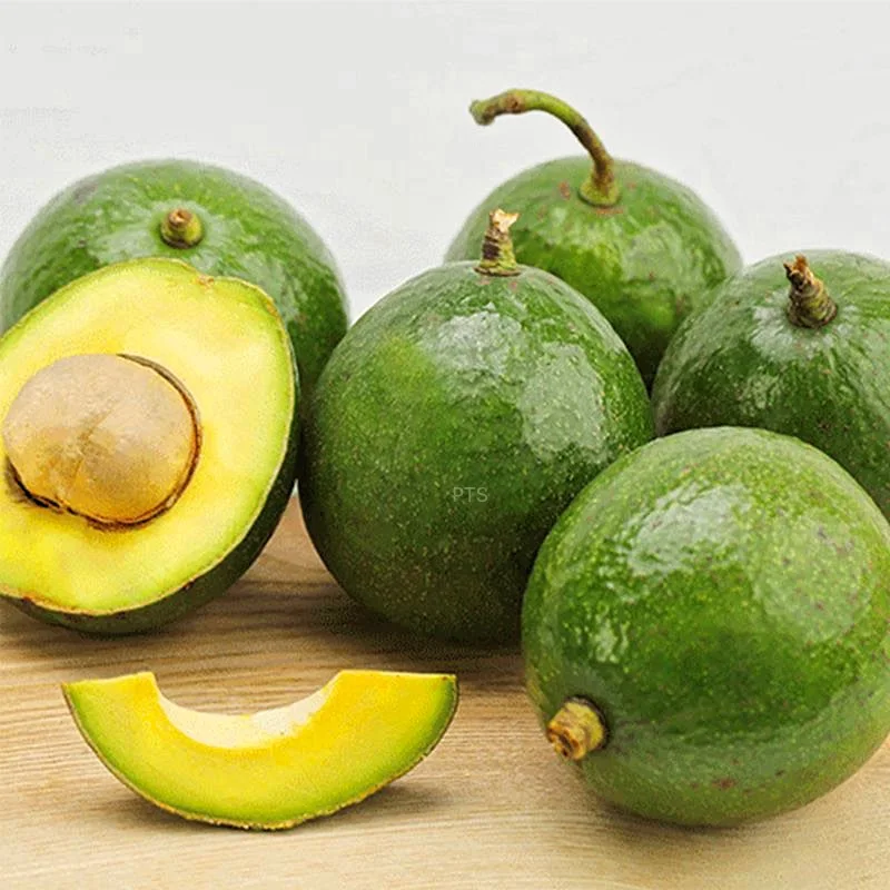 
NEW CROP ROUND VARIETY HIGH QUALITY FRESH AVOCADO FROM VIETNAM 