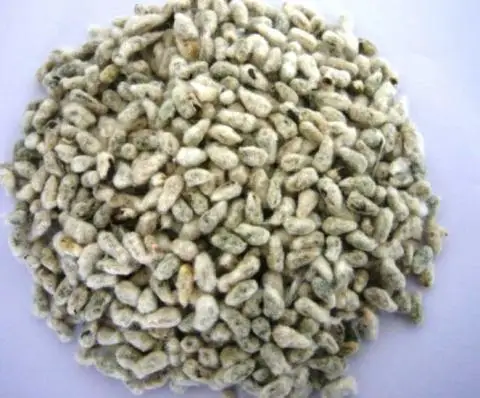 
whole cotton seed from BENIN 