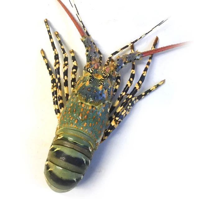 Caribbean Spiny Lobster Panulirus Argus/Australian Cygnus/European Homarus Gammarus